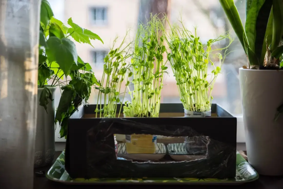 Små plantor av sockerärtor växer i krukor på en fönsterbräda.