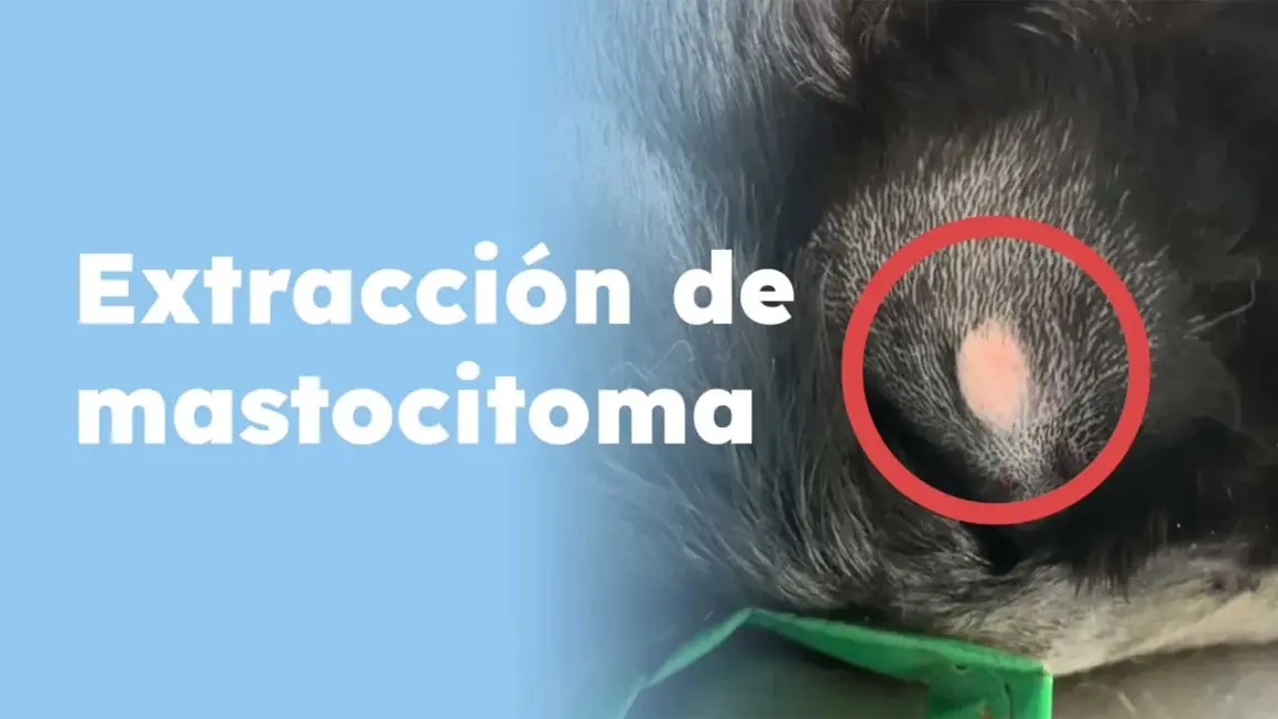 Extracción de mastocitoma en perros. Foto de un tumor en la piel de un canino, resaltado en rojo.