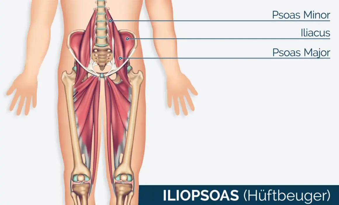 Der Iliopsoas-Muskel, auch Hüftbeuger genannt, mit dem prominenten psoas major, ist im menschlichen Becken und Oberschenkel dargestellt.