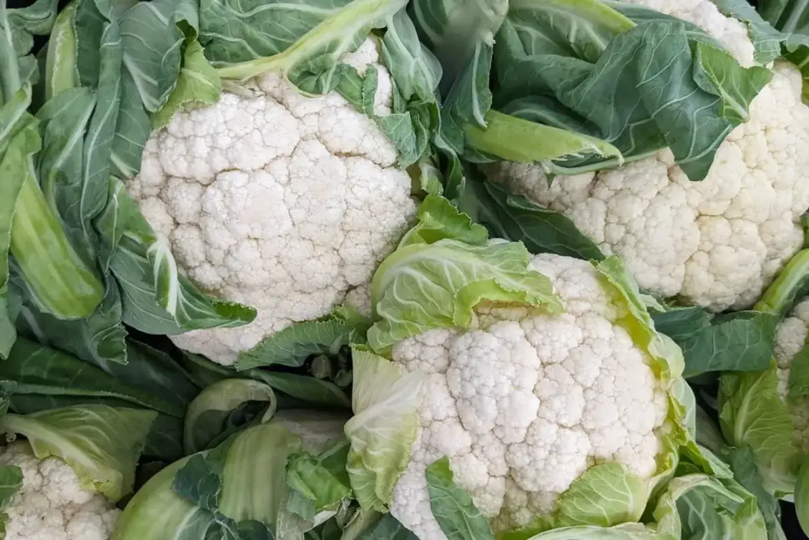 Frische Blumenkohlköpfe mit grünen Blättern. Blumenkohl ist gesund und vielseitig.