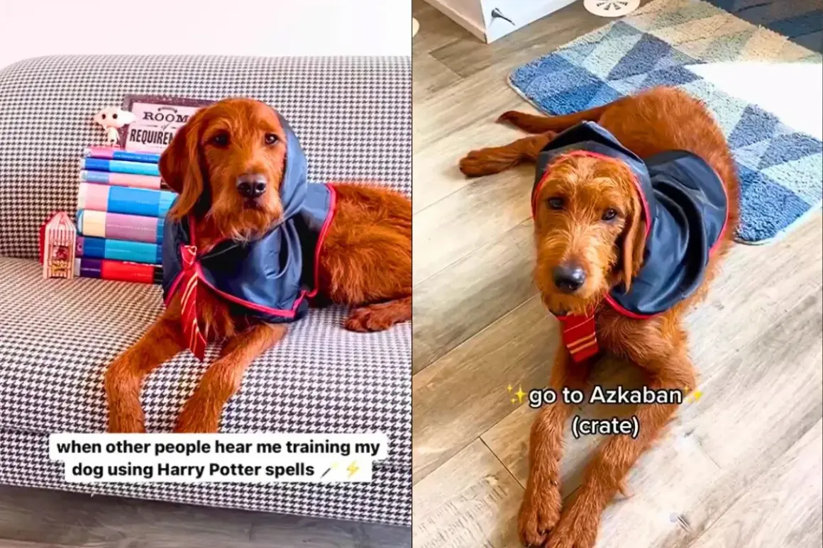 Rudy pies w szacie Hogwartu i krawacie Gryffindoru, jak pies Hagrida, gotowy na lekcje magii.
