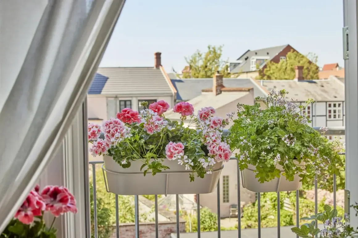 Kwitnące pelargonie w doniczkach na balkonie z widokiem na dachy domów.