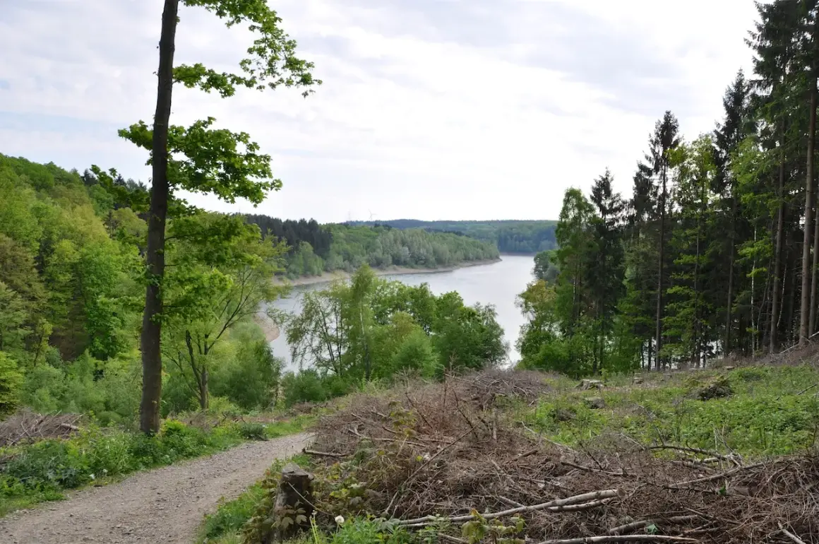 Ein Weg führt am Ufer der Wuppertalsperre entlang, umgeben von üppigem Grün und Bäumen.
