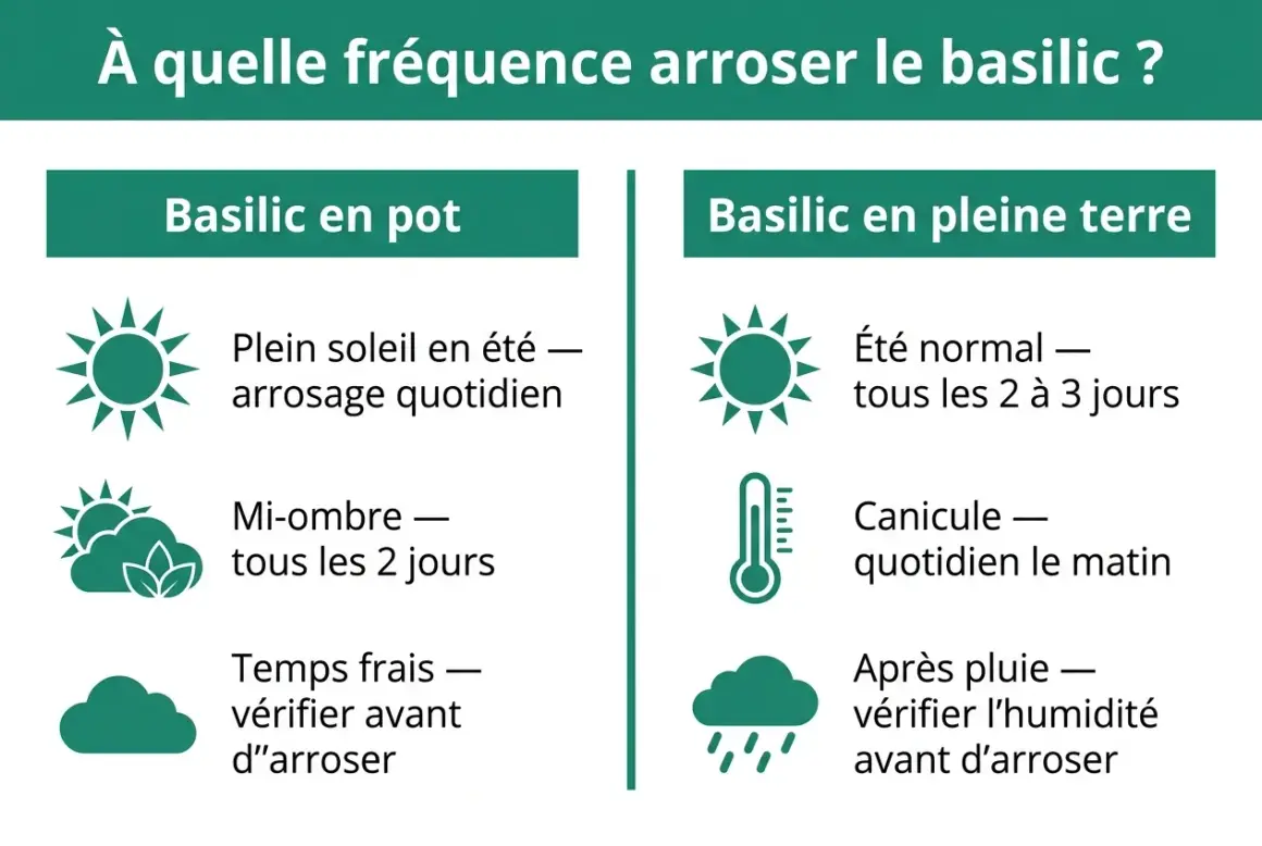 Guide pour l'arrosage du basilic en pot ou en pleine terre selon le soleil, la chaleur et la pluie.