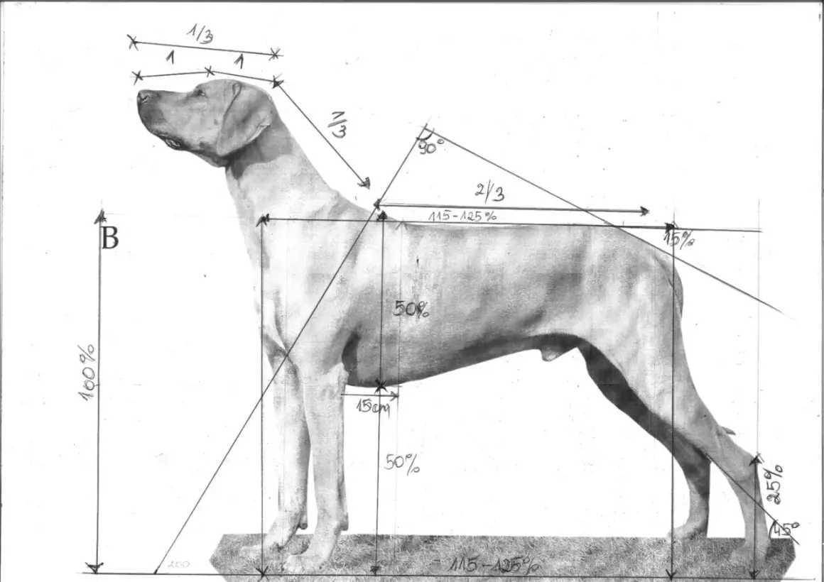 Szkic anatomiczny psa myśliwskiego z zaznaczonymi proporcjami. Widoczne nogi psa, linia grzbietu i głowy, z wymiarami w procentach i centymetrach.