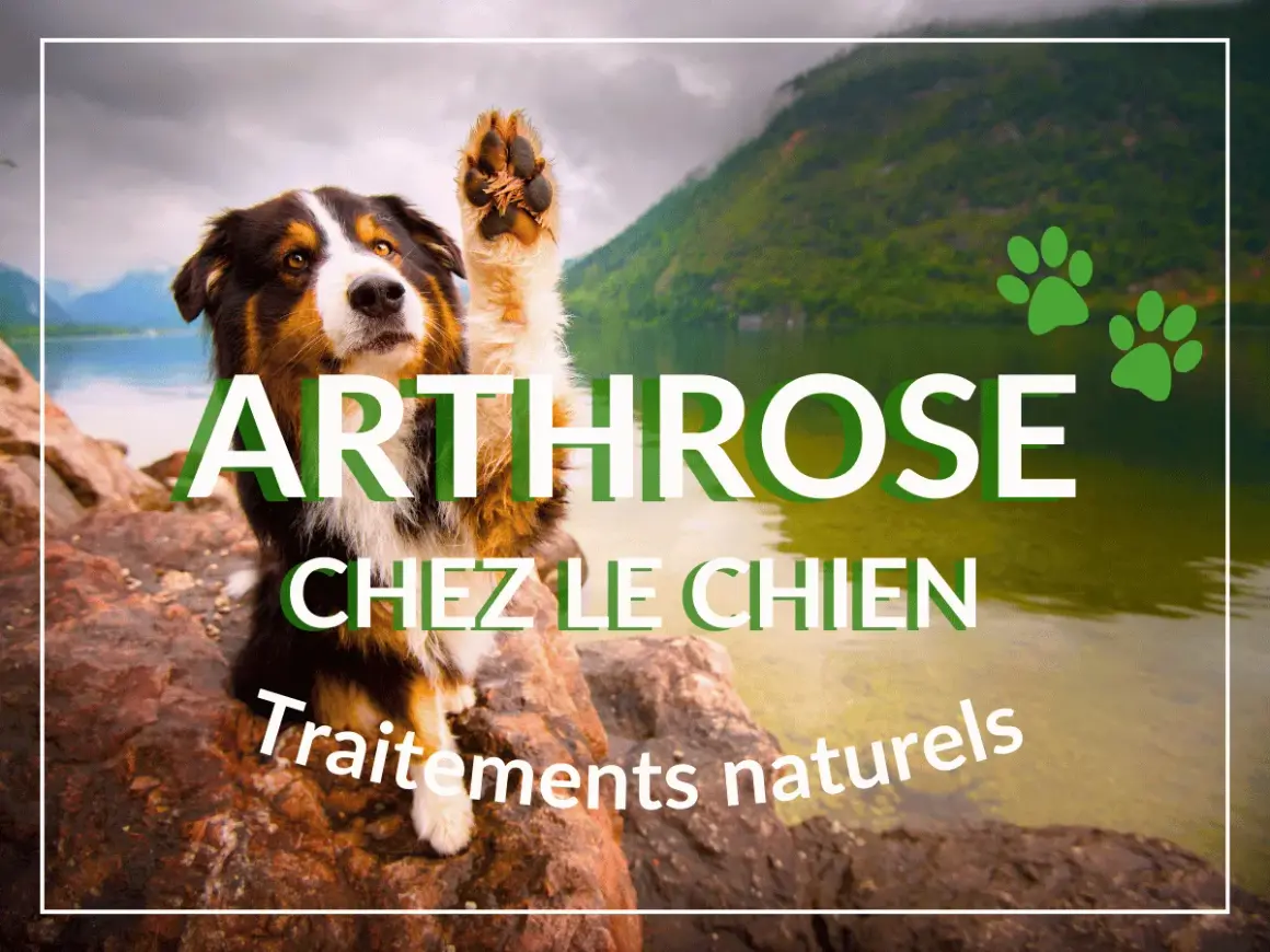 Chien avec patte levée, texte "Arthrose chez le chien, traitements naturels". Un remède grand-mère pour l'arthrose du chien ?