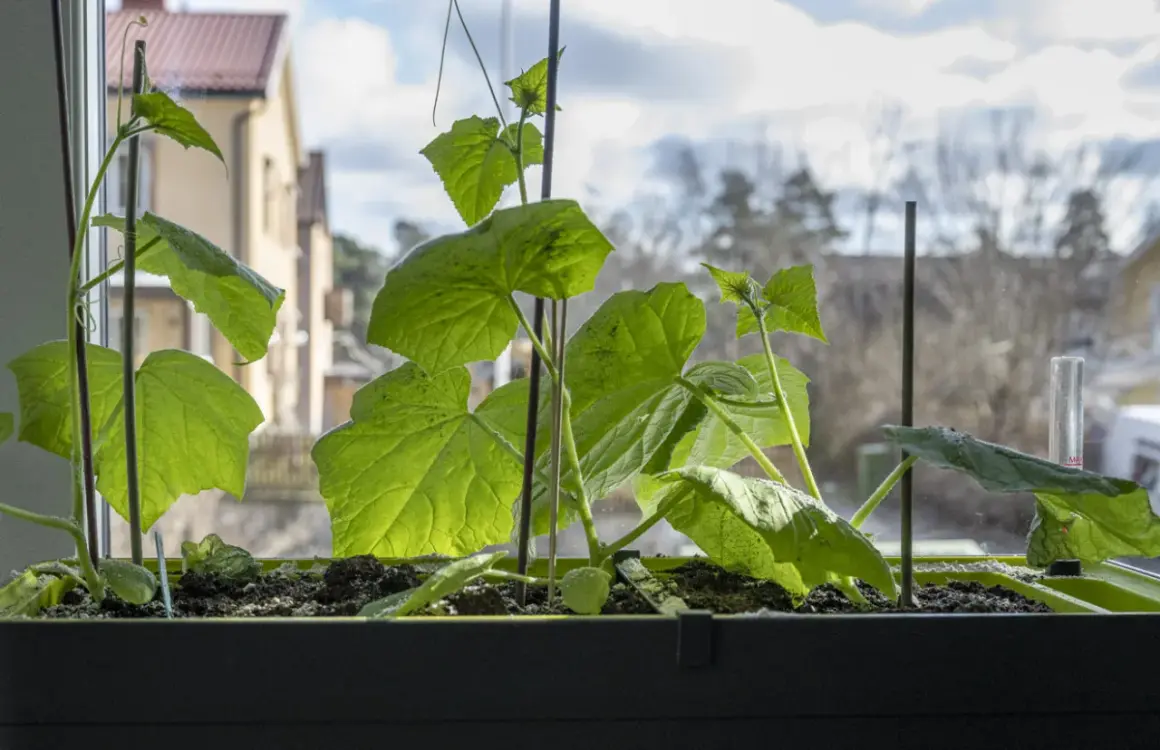 Små gurkplantor växer i en fönsterlåda. Man undrar hur många gurkor per planta det kan bli i sommar.