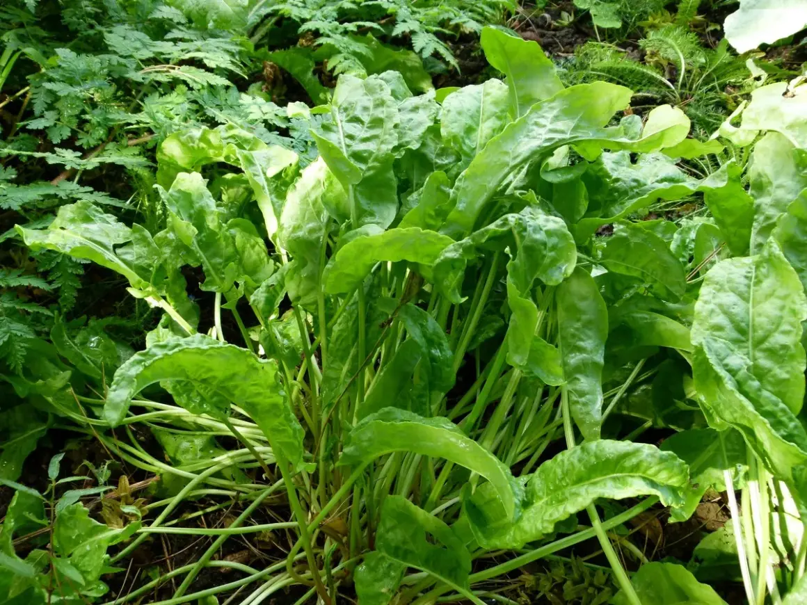 Ein dichter Busch grüner Sauerampfer Pflanzen wächst im Garten. Die Blätter sind frisch und leicht gewellt.