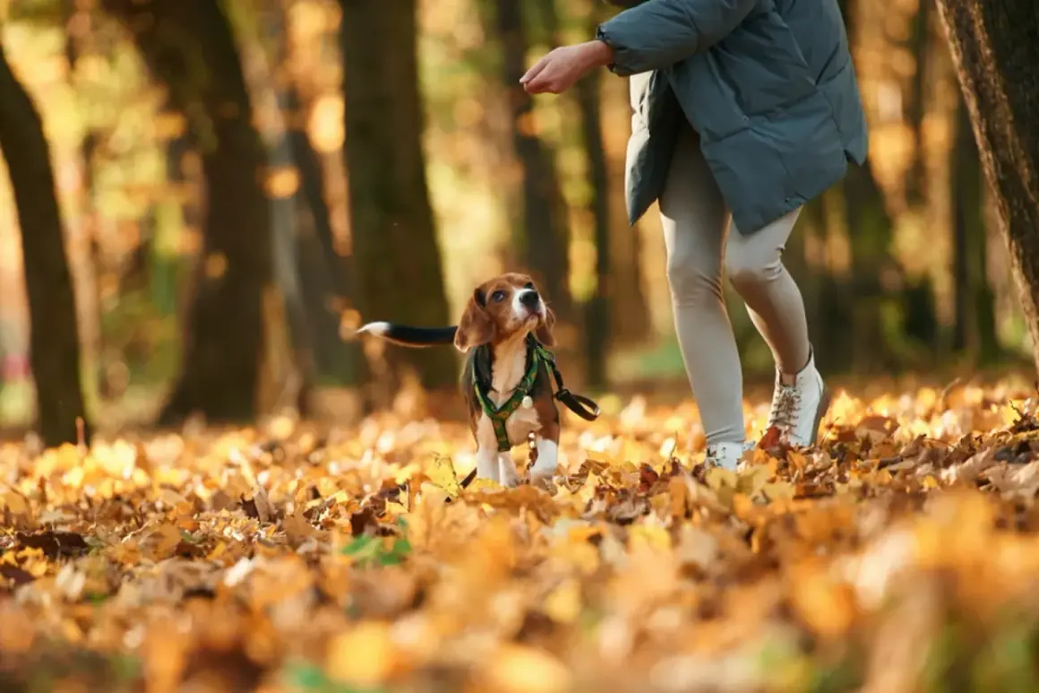 Jesienny spacer. Beagle wpatrzony w rękę opiekuna, zastanawia się, dlaczego pies chodzi za mną krok w krok.