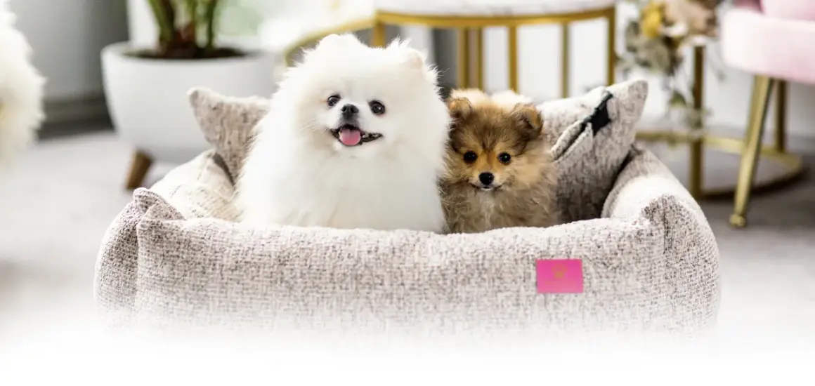 Kiedy pomeranian zmienia sierść? Odkryj kluczowe etapy linienia