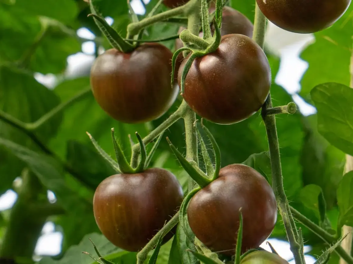 Mörka, chokladbruna körsbärstomater hänger mogna på en gren bland gröna blad.