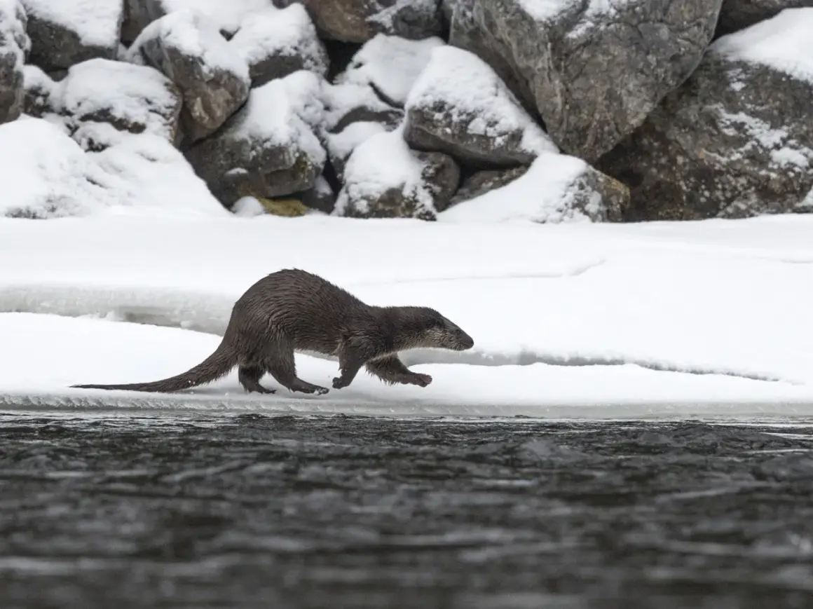 Utter med sin långa, uttrycksfulla svans springer längs en snötäckt strandkant.