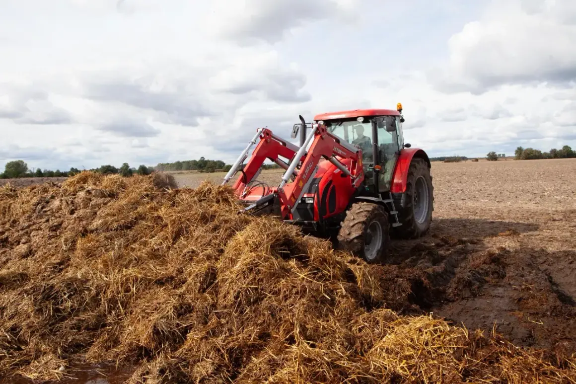 Czerwony traktor z ładowaczem pracuje przy dużej pryzmie obornika na polu.