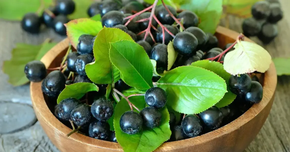 Aronia właściwości zdrowotne w pełnej krasie. Ciemne owoce aronii z zielonymi liśćmi w drewnianej misce.