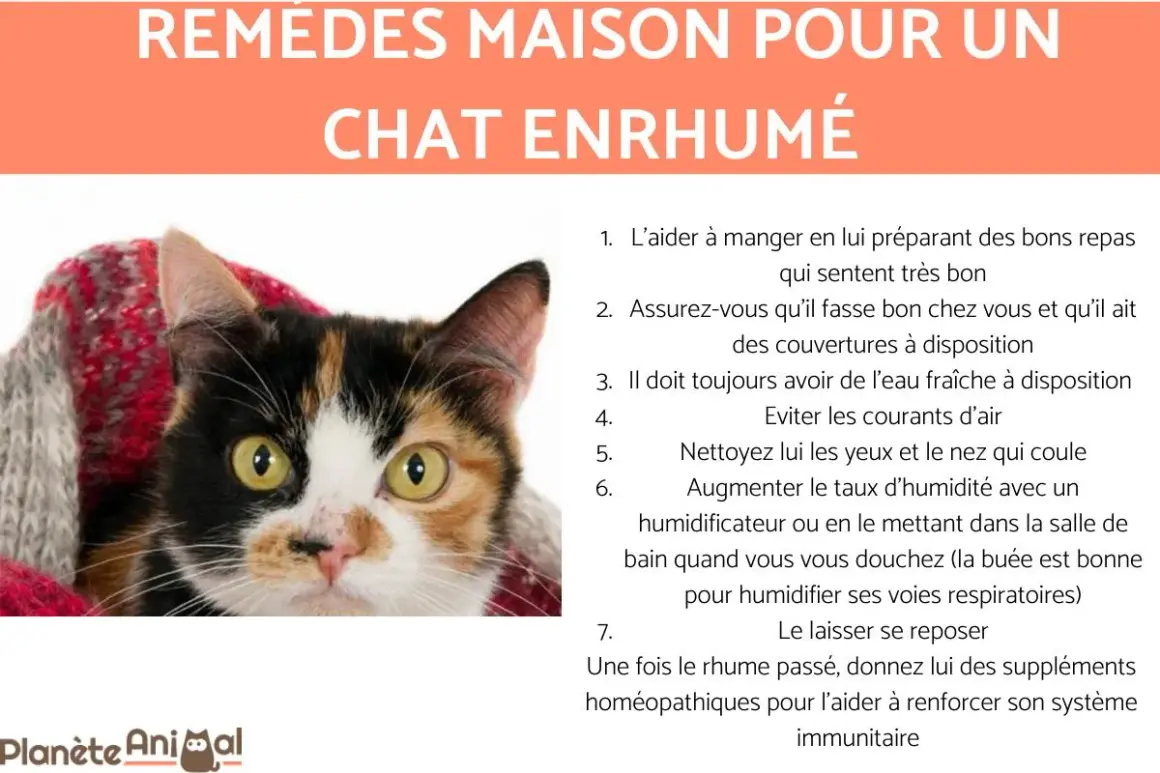 Un chat enroué emmitouflé dans une couverture. Conseils pour les remèdes maison pour un chat enroué.