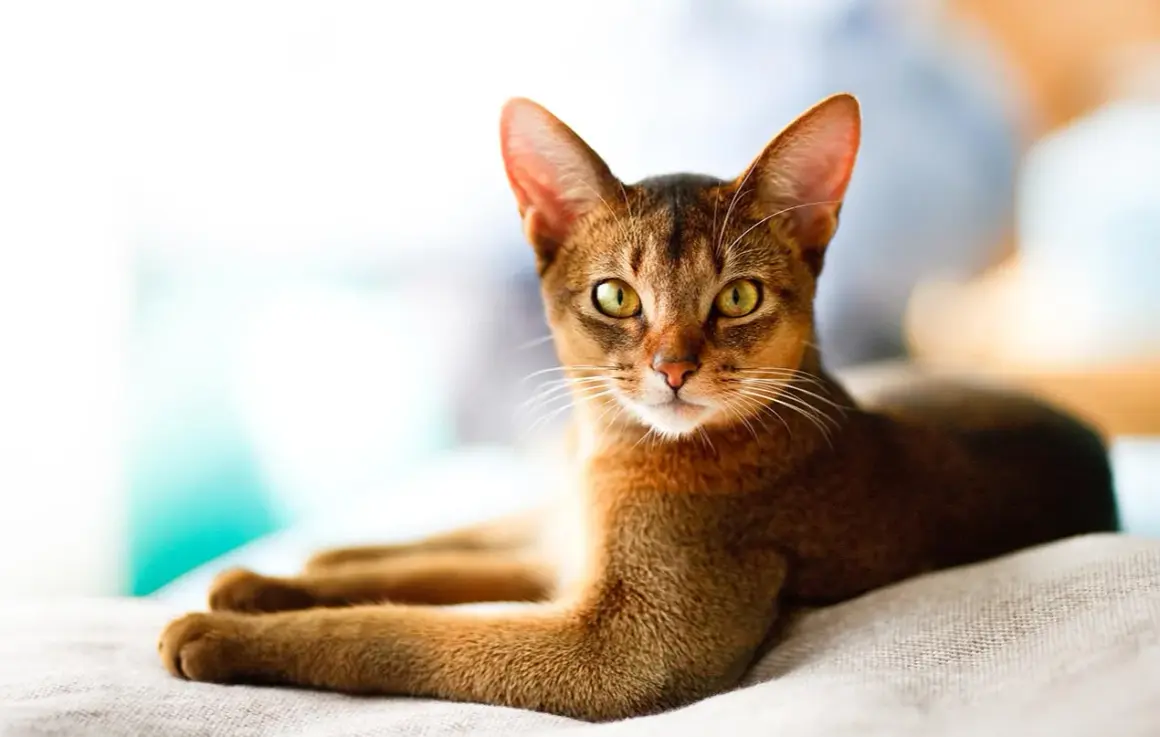 Eine braune Katze mit gelben Augen liegt auf einer hellen Decke.