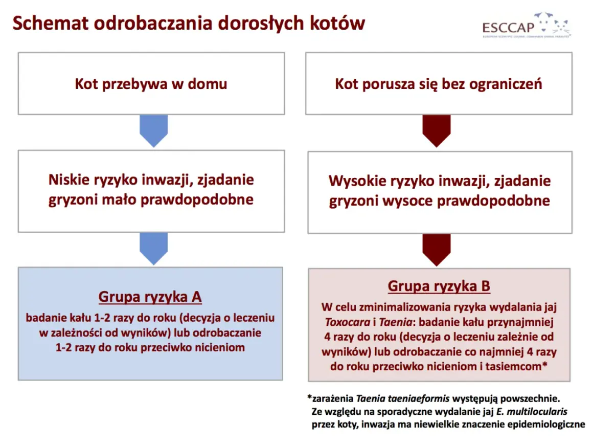 Co ile odrobaczać kota? Stwórz plan i uniknij błędów!