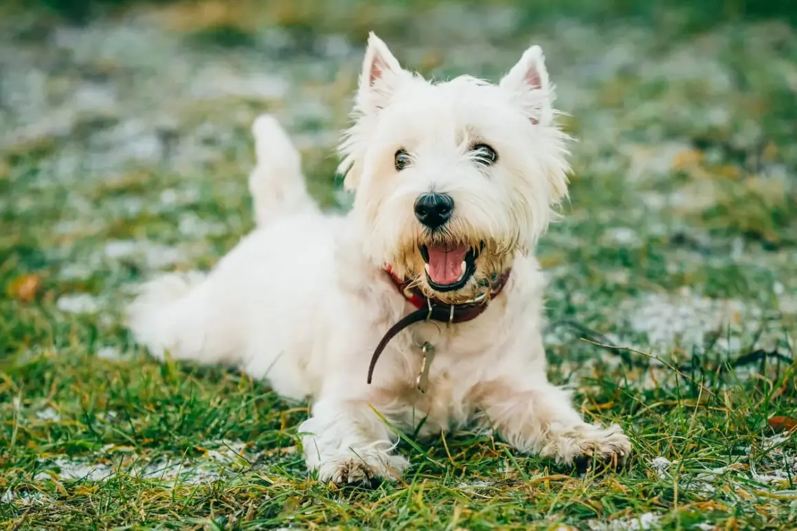 Westie blanco con collar rojo, parece que mi perro tiene tos seca y arcadas, pero está feliz en la hierba.