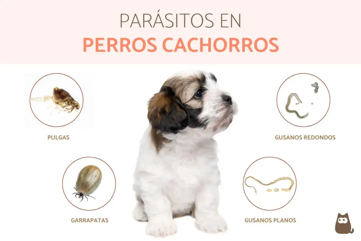 Cachorro adorable rodeado de imágenes de parásitos comunes en perros: pulgas, garrapatas, gusanos redondos y planos.