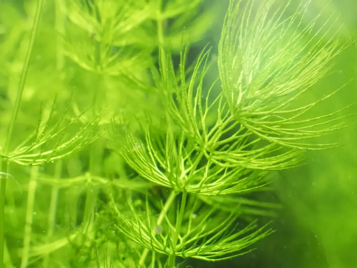 Plante aquatique verte, le Ceratophyllum demersum, aux feuilles fines et ramifiées, créant un paysage sous-marin luxuriant.