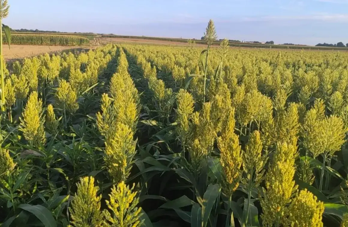 Rozległe pole uprawne sorgo, z rzędami zielonych łodyg i żółtawych wiech. Słońce oświetla dojrzewające ziarno.