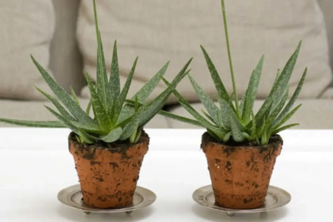 Två små aloe vera plantor i terrakottakrukor. En lång, tunn stjälk sticker upp från varje planta, kanske en kommande aloe vera blomma.