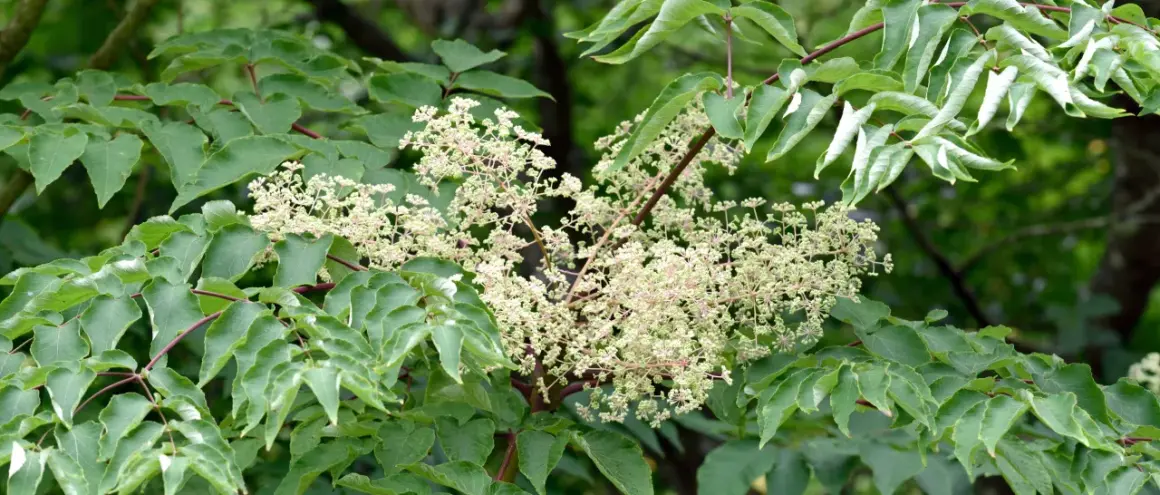 Gröna blad omger en klase av små, ljusa blommor. Aralia blomman visar sin skönhet i sommarsolen.
