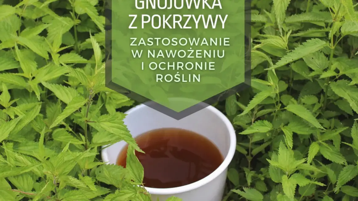 Gnojówka z pokrzywy, naturalny nawóz do podlewania kwiatów i ochrony roślin.