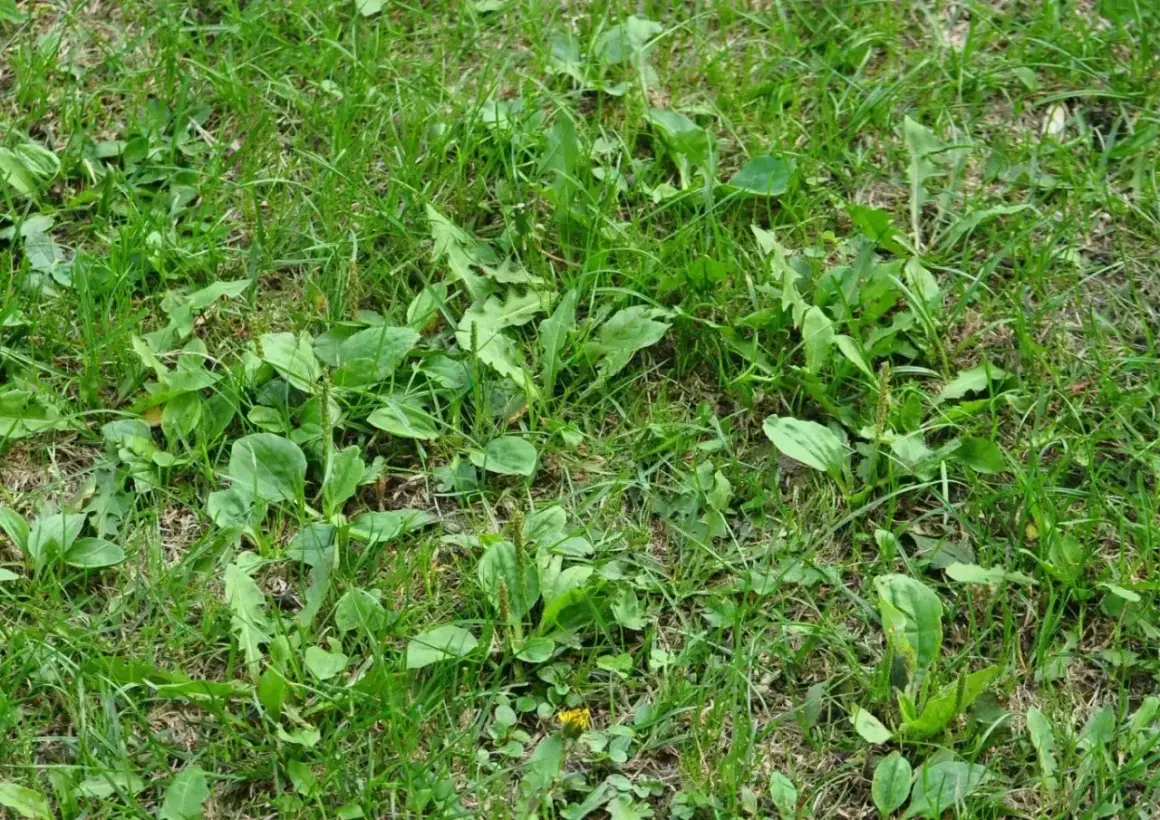Gęsty trawnik z licznymi liśćmi babki lancetowatej, która jest typowym chwastem w trawniku.