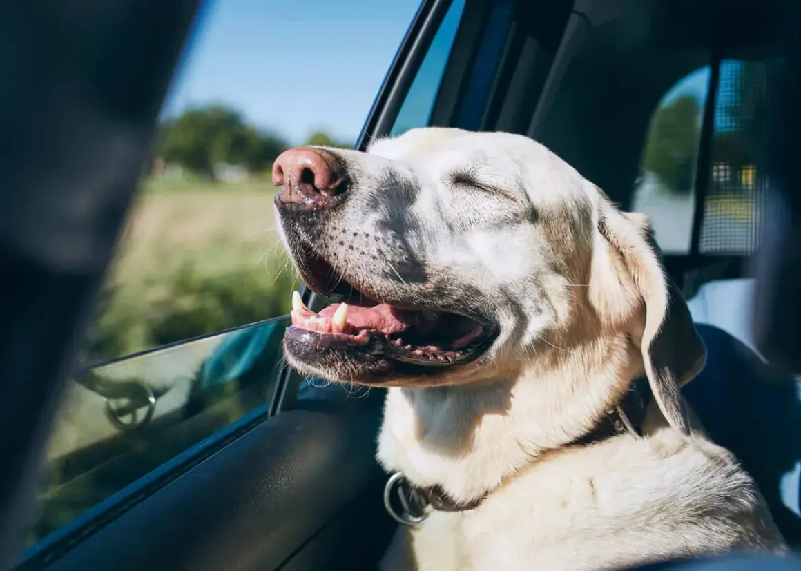 Un chien heureux, la tête à la fenêtre, profite du vent lors d'un voyage. Il semble ravi de partir en vacances avec son chien.