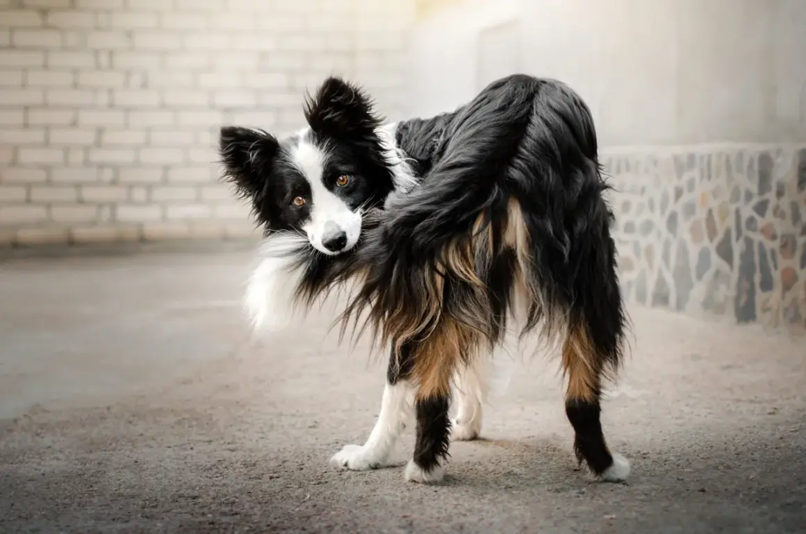 Pies rasy border collie, patrząc w obiektyw, zastanawia się, dlaczego gryzie swój ogon. Może to być nuda lub stres.