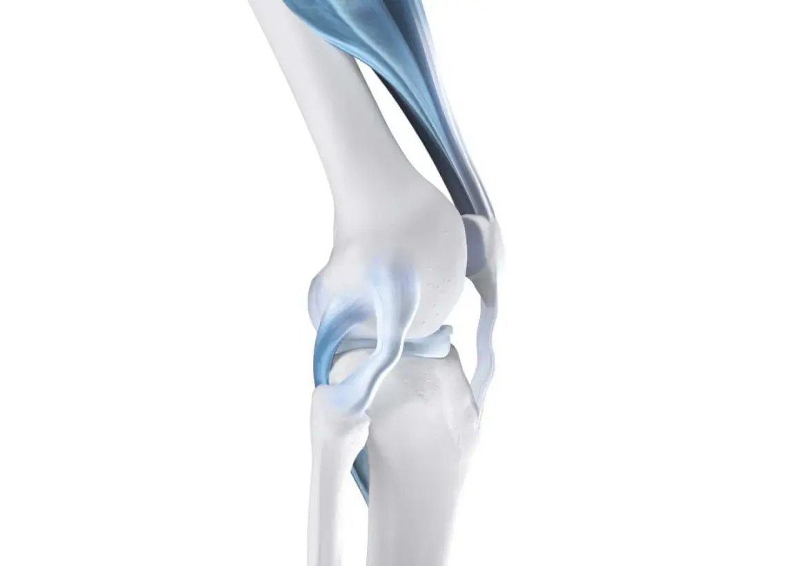 Anatomia del ginocchio con legamenti blu evidenziati. Potrebbe spiegare la sensazione di ginocchio debole.