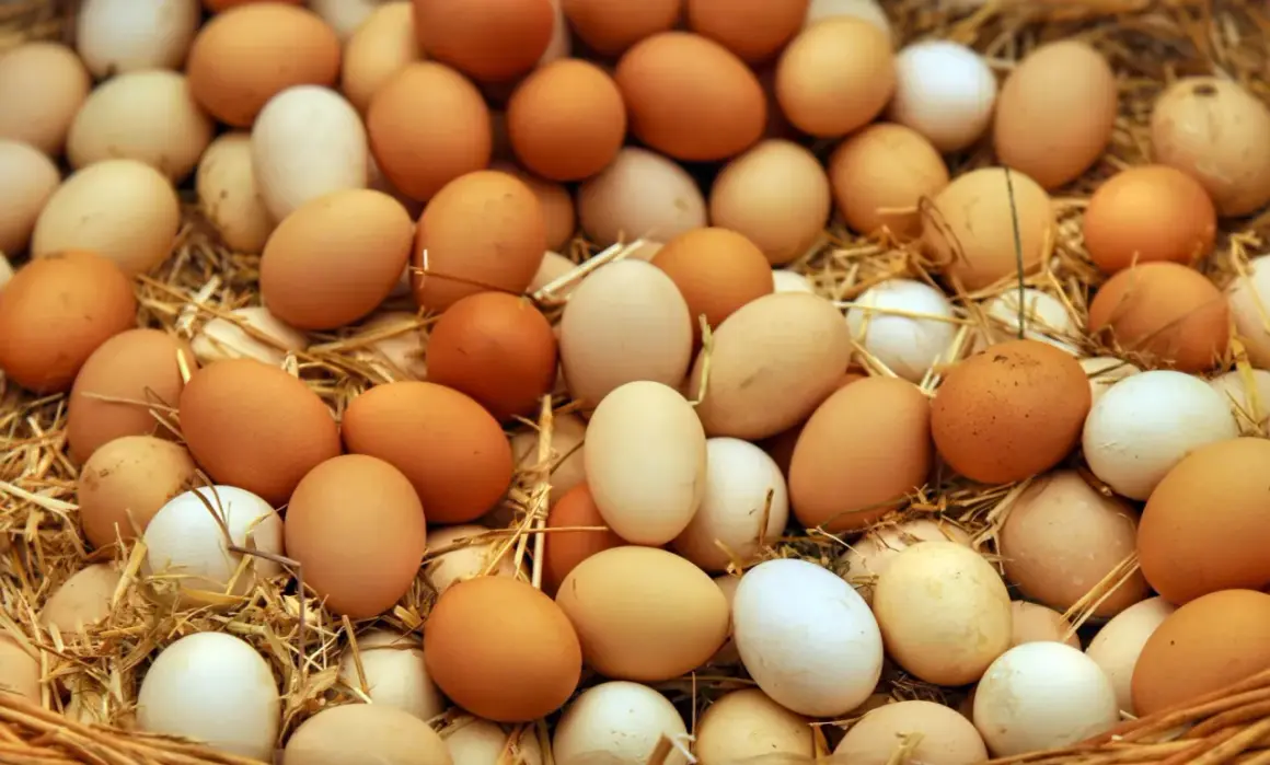Un mucchio di uova fresche, marroni e bianche, su un letto di paglia. Per capire se le uova sono buone, osserva la loro freschezza.