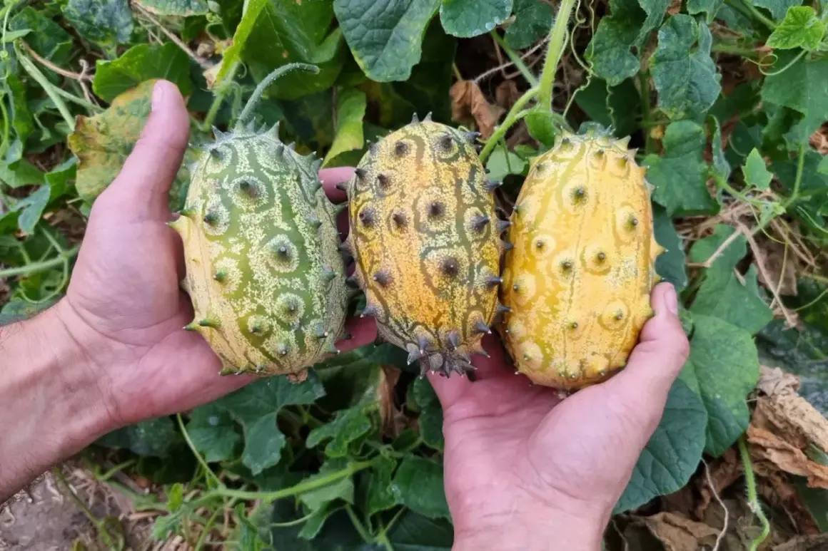 Trzy kolczaste owoce kiwano, od zielonego do żółtego, w dłoniach. Udany kiwano uprawa w ogrodzie.