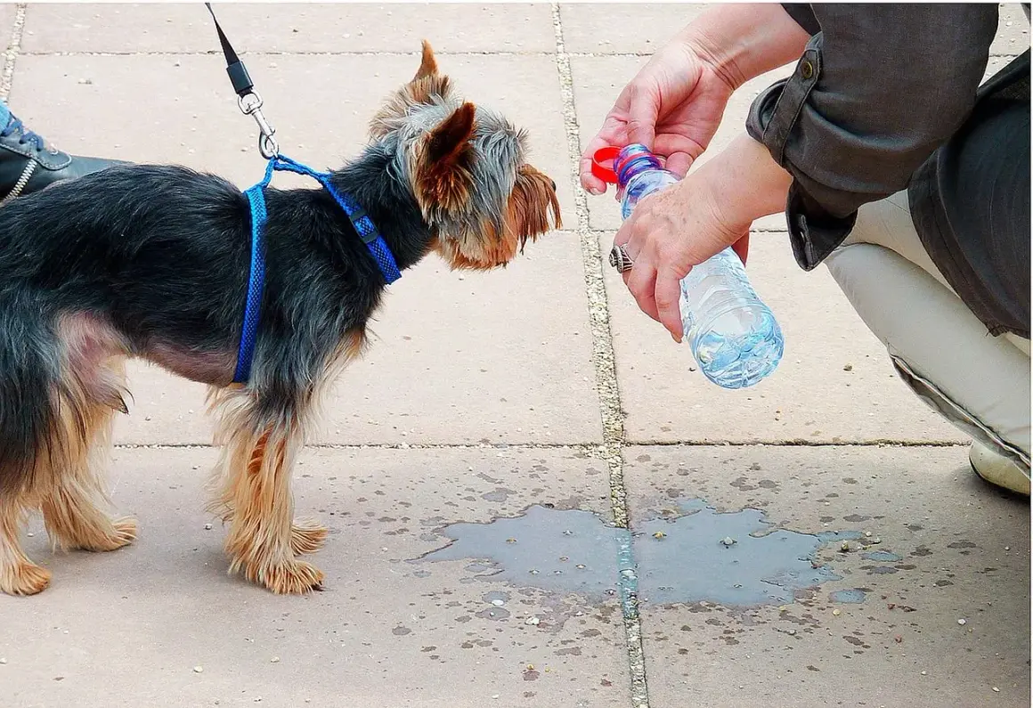 Persona intenta como refrescar a un perro con agua de botella. El perro mira atentamente.