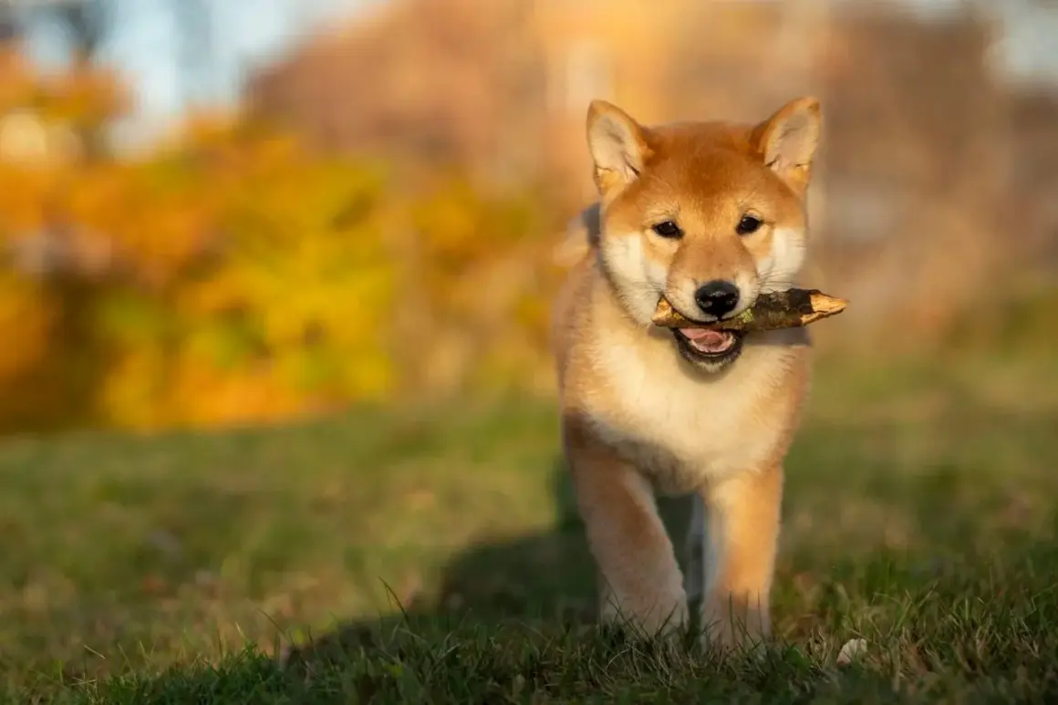 En söt shiba inu-valp med en pinne i munnen, springer på en gräsmatta med höstfärger i bakgrunden. Undrar hur mycket kostar en hund som denna?