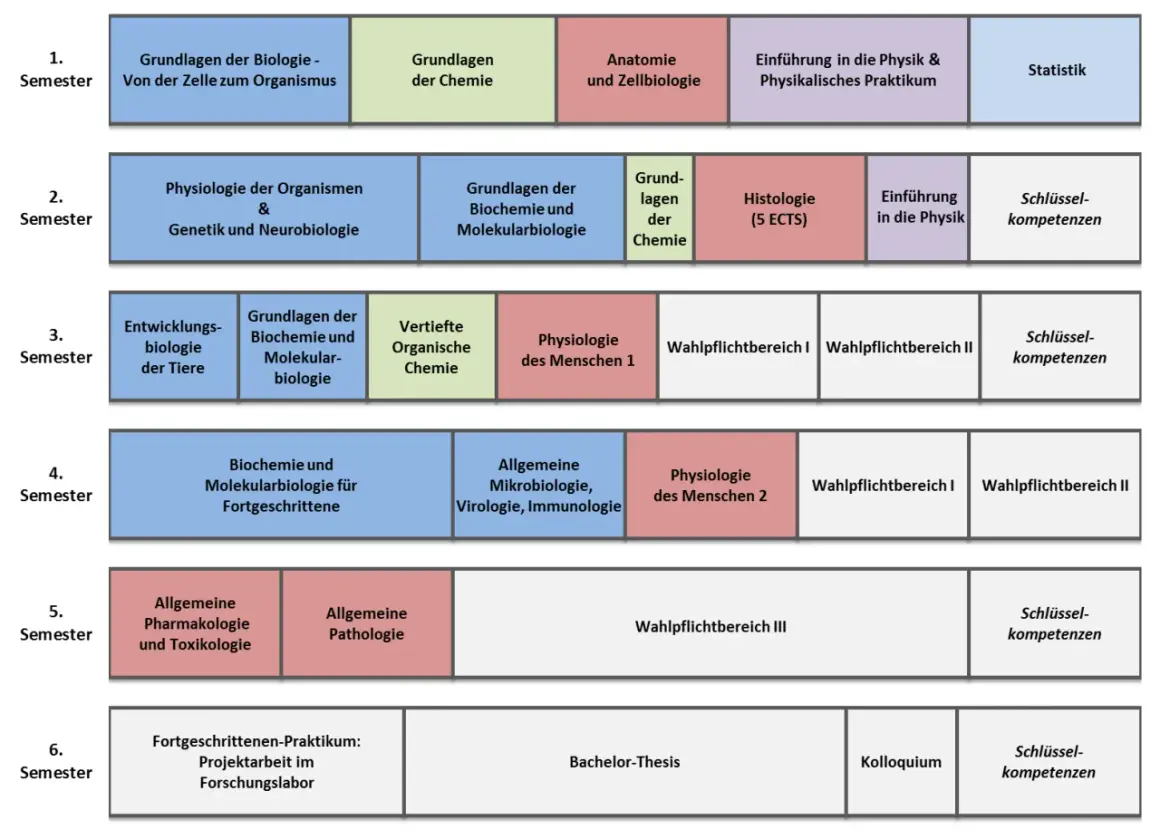 Studienverlaufsplan für Biomedizin: Von Zellbiologie über Genetik bis zur Bachelor-Thesis.