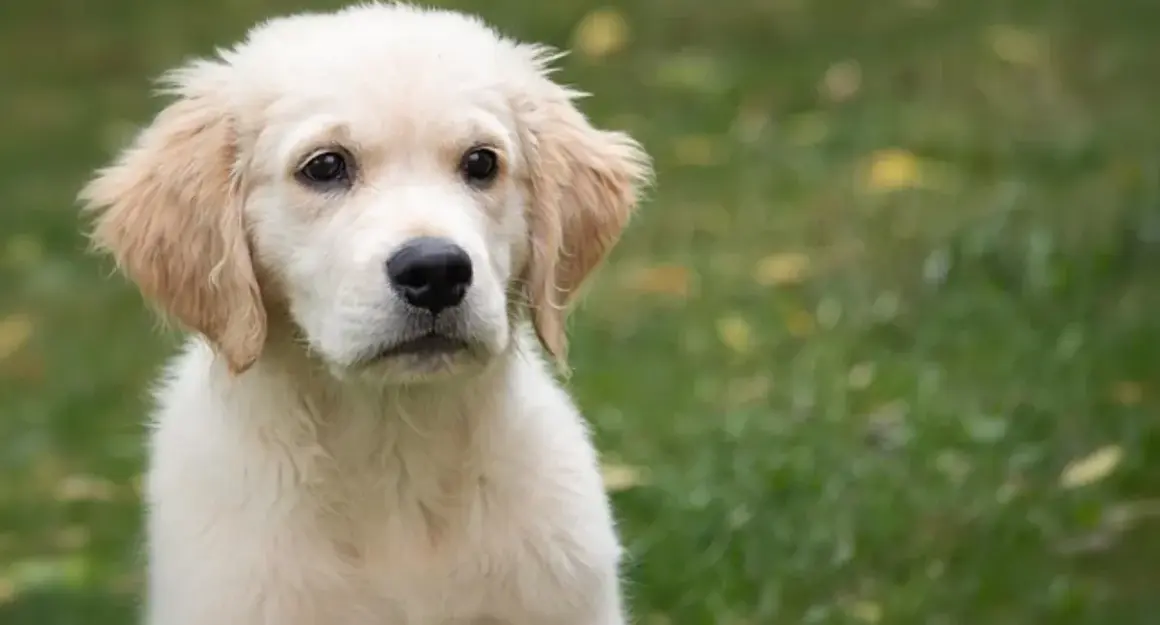 Ile karmy dla szczeniaka golden retriever - uniknij błędów w karmieniu