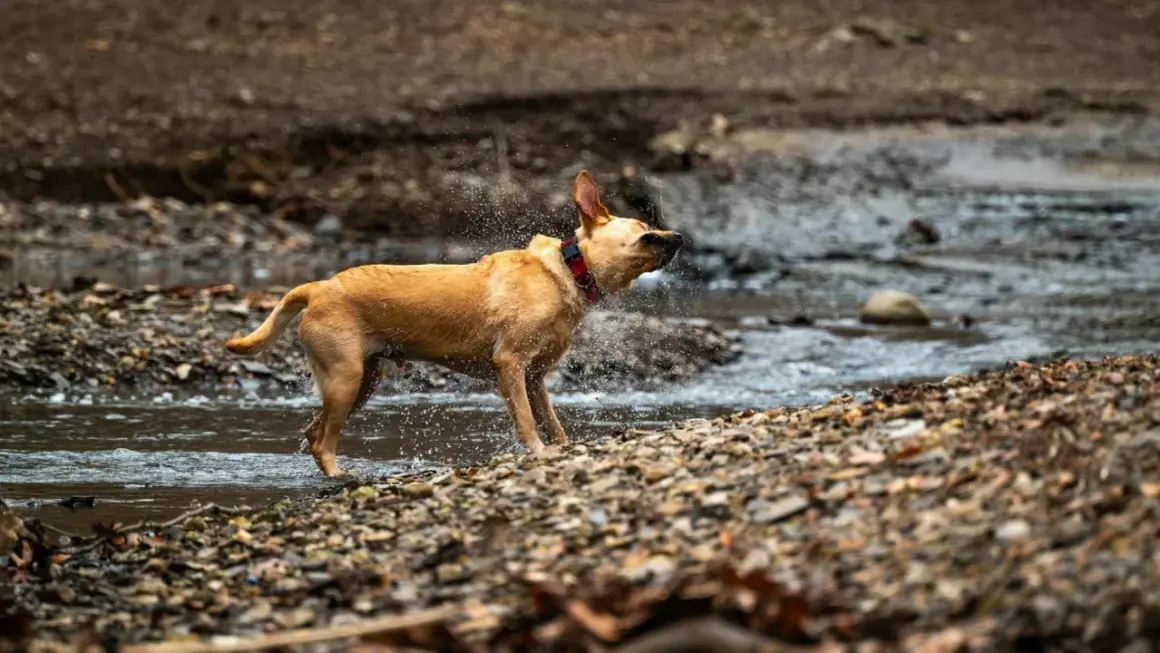 Perro marrón sacudiendo agua en un arroyo, un ejemplo de porque se sacuden los perros para secarse.
