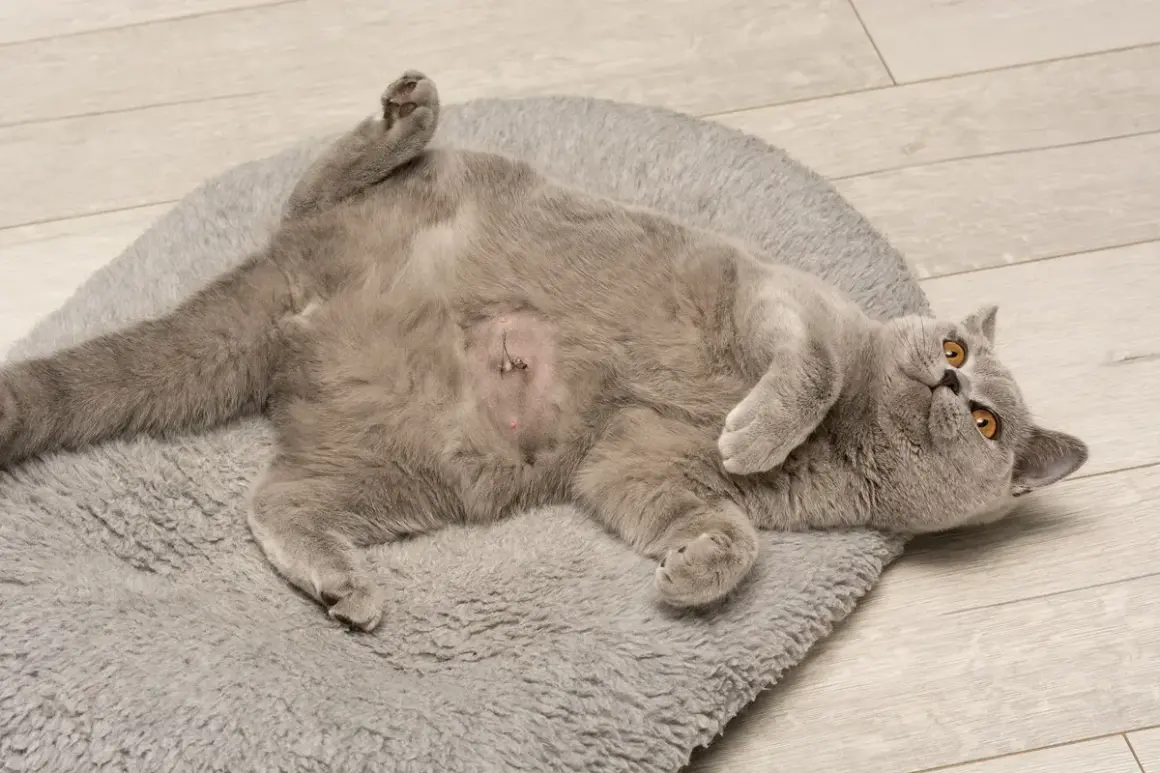 Chaton gris couché sur le dos, ventre rasé avec sutures, suite à une hernie ombilicale. Il se repose sur un tapis moelleux.