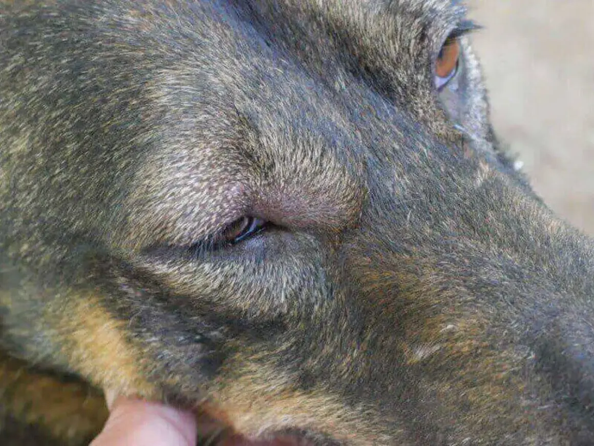 Primer plano de un perro con un ojo cerrado y lloroso, buscando remedios caseros.