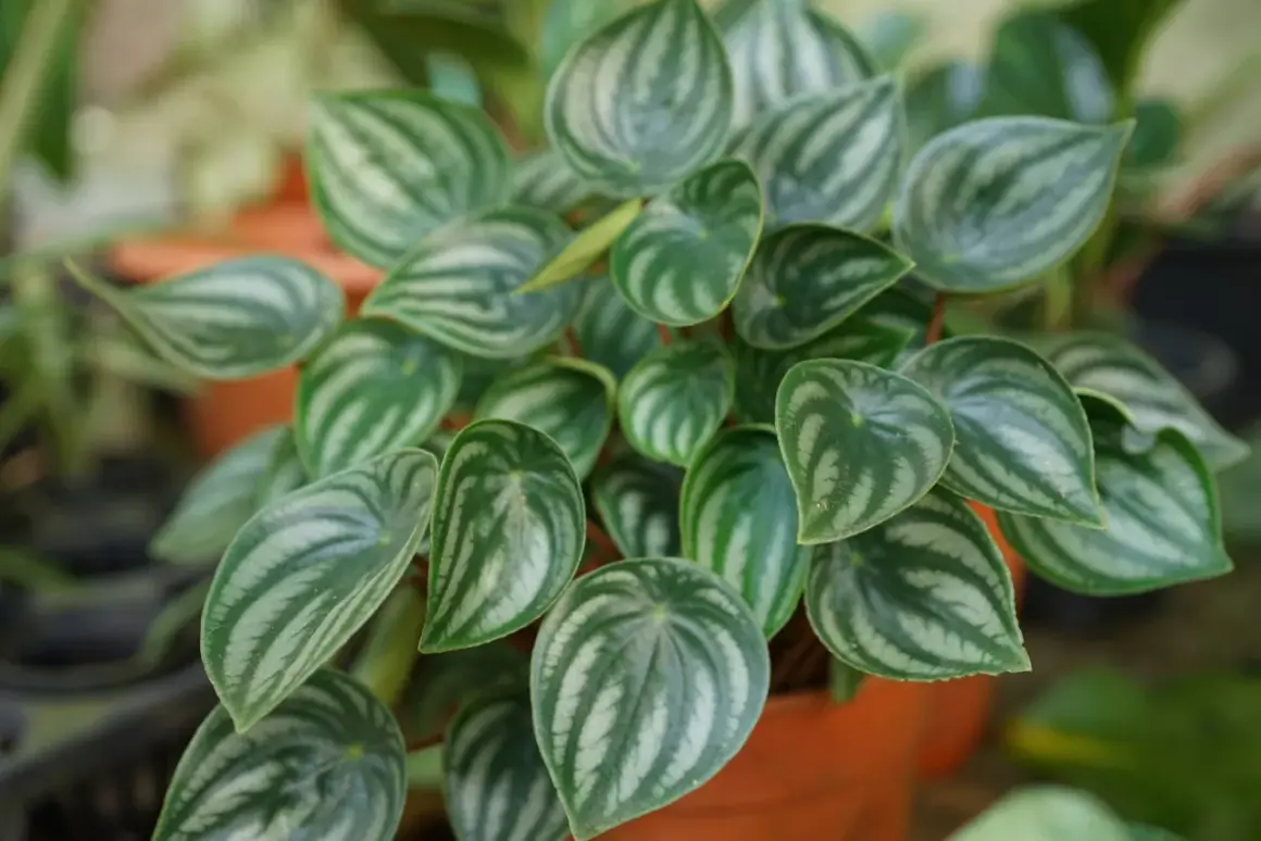 Peperomia watermelon con foglie verdi e argentate. La sua cura è semplice, ama luce indiretta e poca acqua.