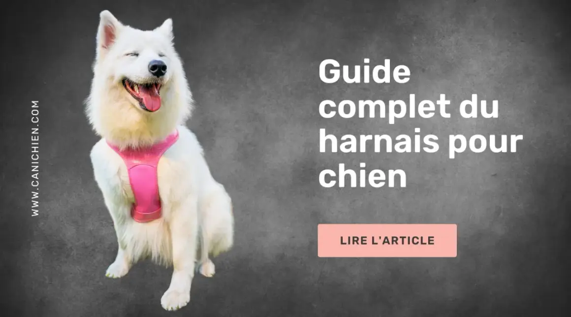 Un chien blanc heureux porte un harnais rose. Ce guide complet vous aide à savoir comment choisir un harnais pour chien.