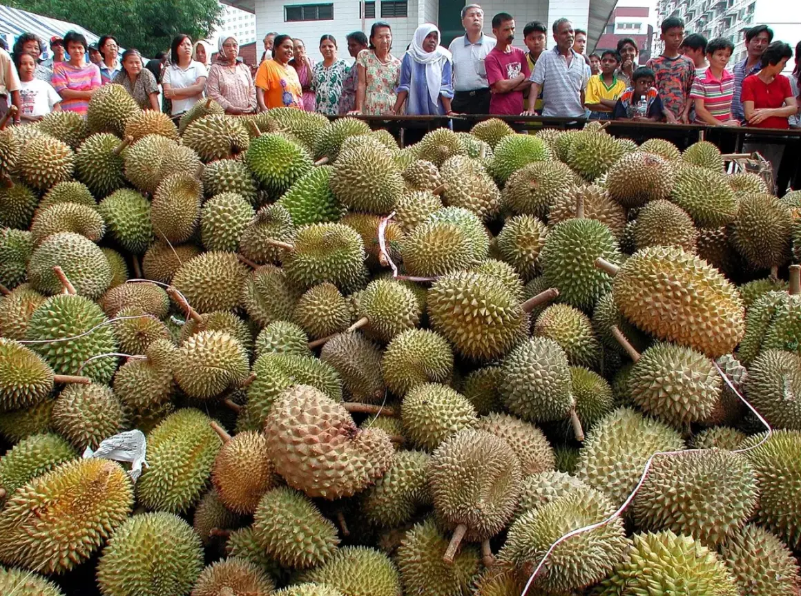 Enorm mängd taggiga durianfrukter ligger upplagda. Människor står bakom och tittar på den rikliga skörden av durian.