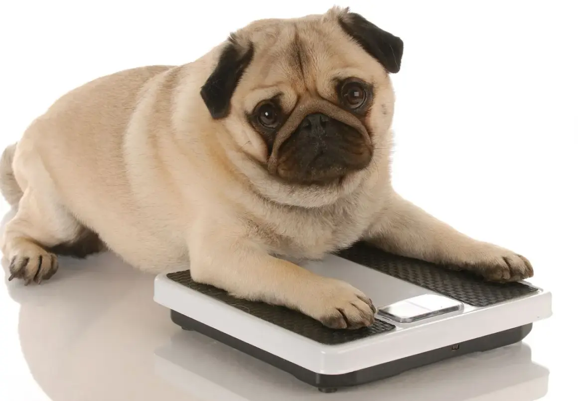 Un perro con sobrepeso, un pug, se acuesta sobre una báscula, con la pata delantera sobre el botón.