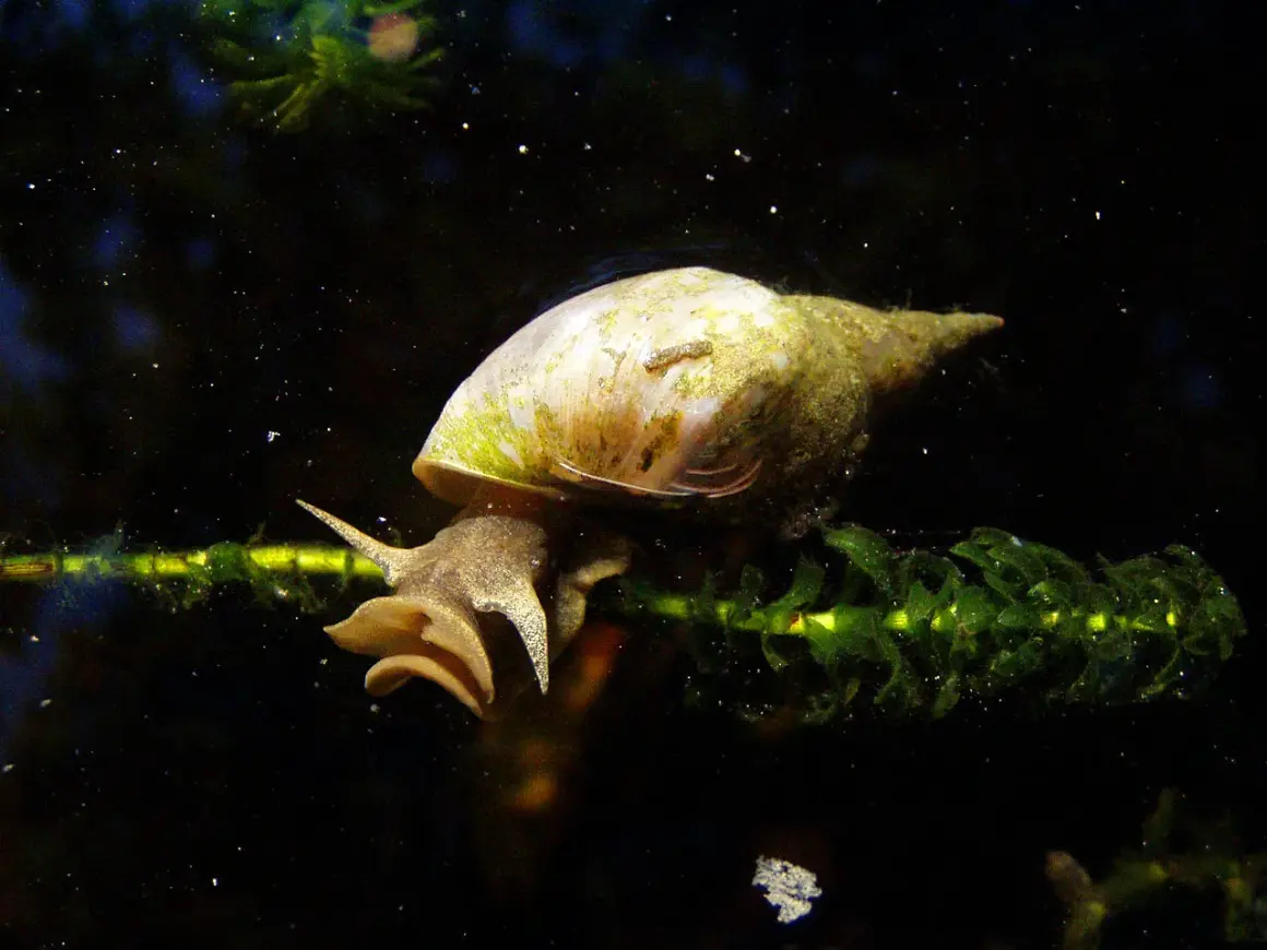 Une limnée des étangs, avec sa coquille spiralée, s'accroche à une plante aquatique verte dans l'obscurité.