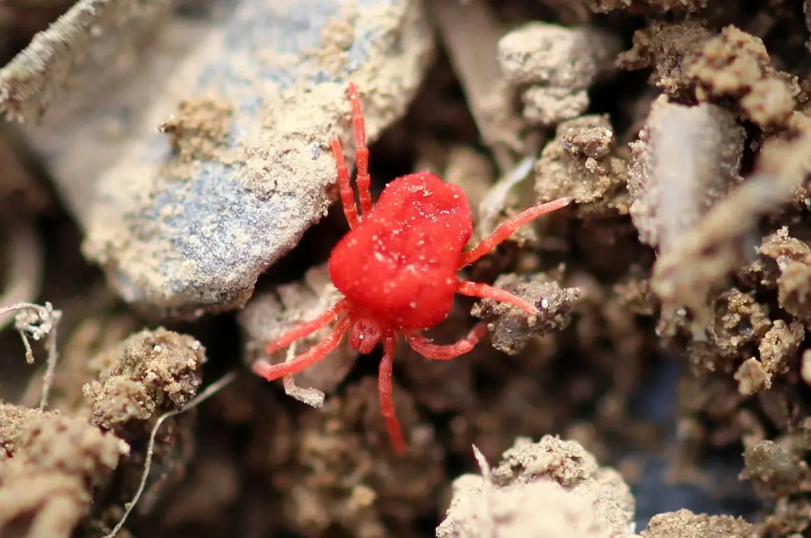 Ein winziges, leuchtend rotes Samtmilben-Jungtier mit acht Beinen krabbelt über erdigen Boden. Sein auffälliges Aussehen rote Vogelmilbe ist unverkennbar.