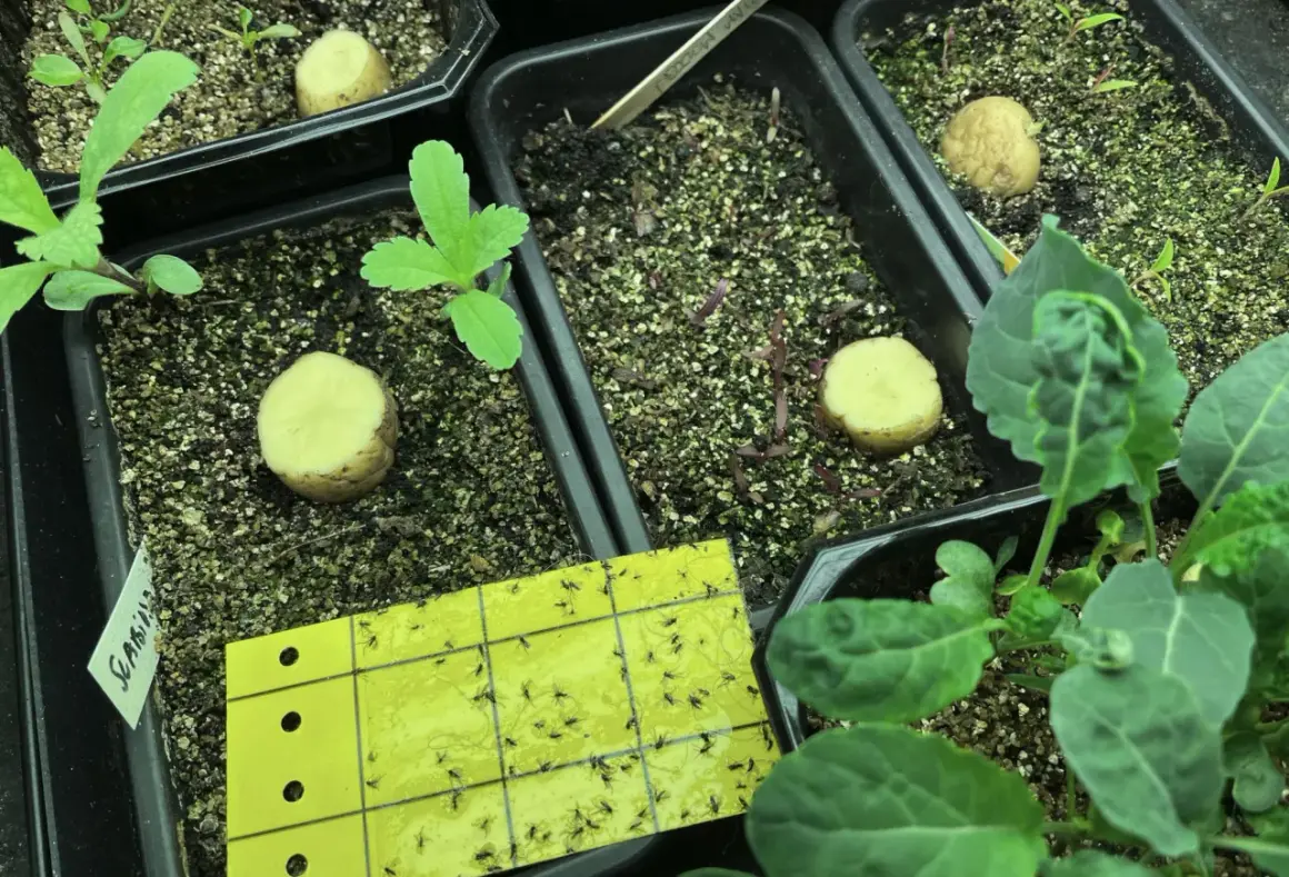 Gul klisterfälla full med sorgmyggor, en metod för att bli av med sorgmyggor i krukor med plantor och potatisbitar.
