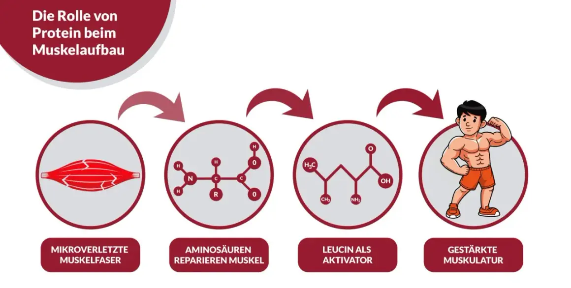 Schema zeigt, wie Aminosäuren Mikroverletzungen reparieren und Leucin den Muskelaufbau aktiviert. Wieviel Protein pro Tag Muskelaufbau unterstützt, wird hier visuell erklärt.