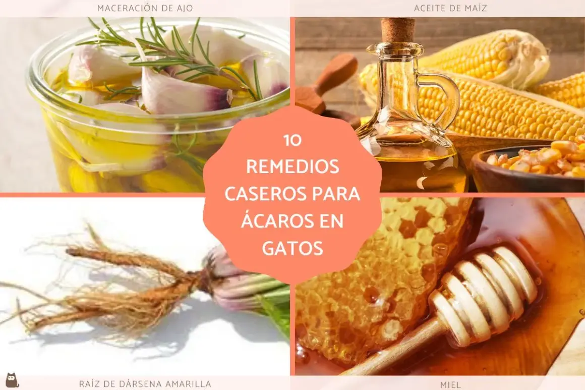Remedios caseros para ácaros en gatos: maceración de ajo, aceite de maíz, raíz de dársela amarilla y miel.
